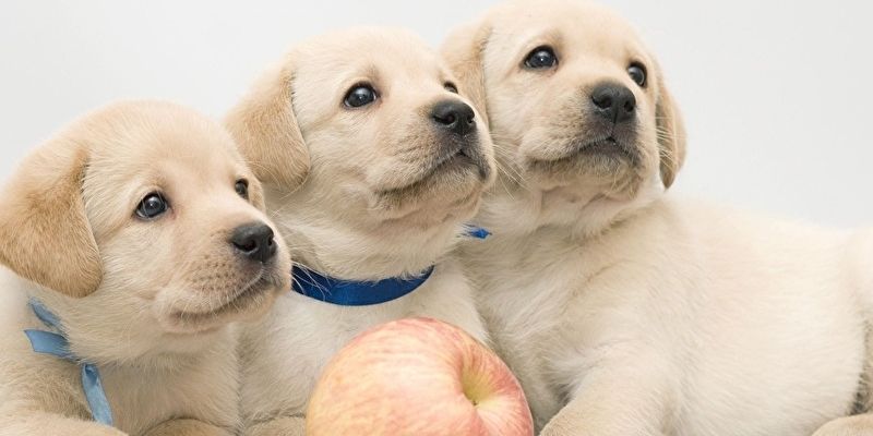 Mơ thấy chó Jun88 - Là điềm lành hay điềm dữ, đánh con gì? 16 Mơ thấy chó Jun88 - Mộng báo điềm lành hay điềm dữ, nên đánh con gì? (Nguồn: Internet).